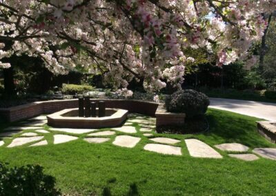 cherry blossom tree